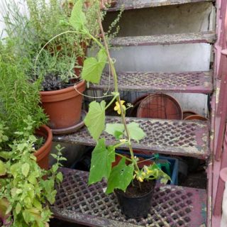 Courgettes And Cucumbers Diary Of A Brussels Kitchen Garden