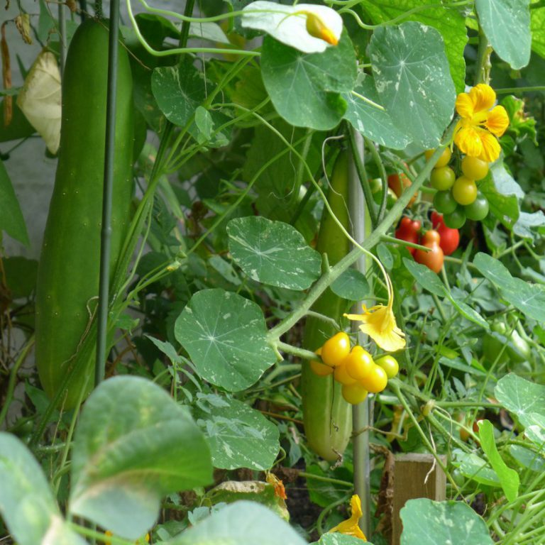 Cucumber Progress Diary Of A Brussels Kitchen Garden