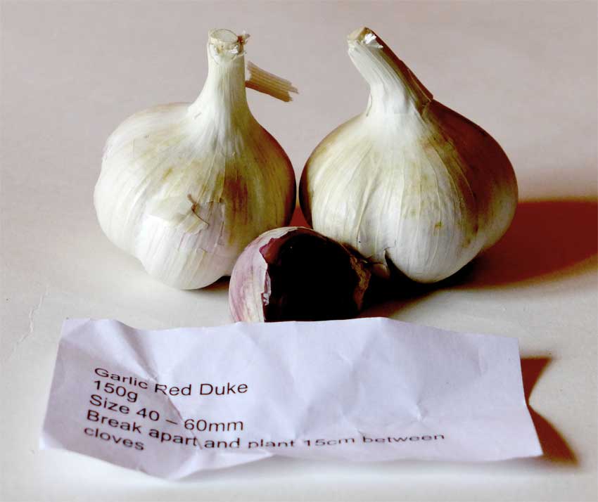 Red Duke garlic