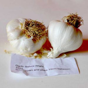 Solent Wight garlic