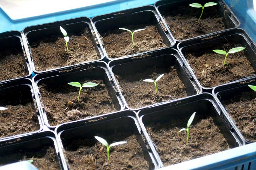 Chilli pepper seedlings growing in single small containers