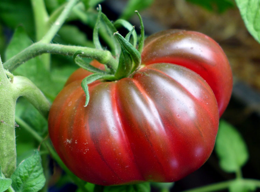 Experimental tomatoes