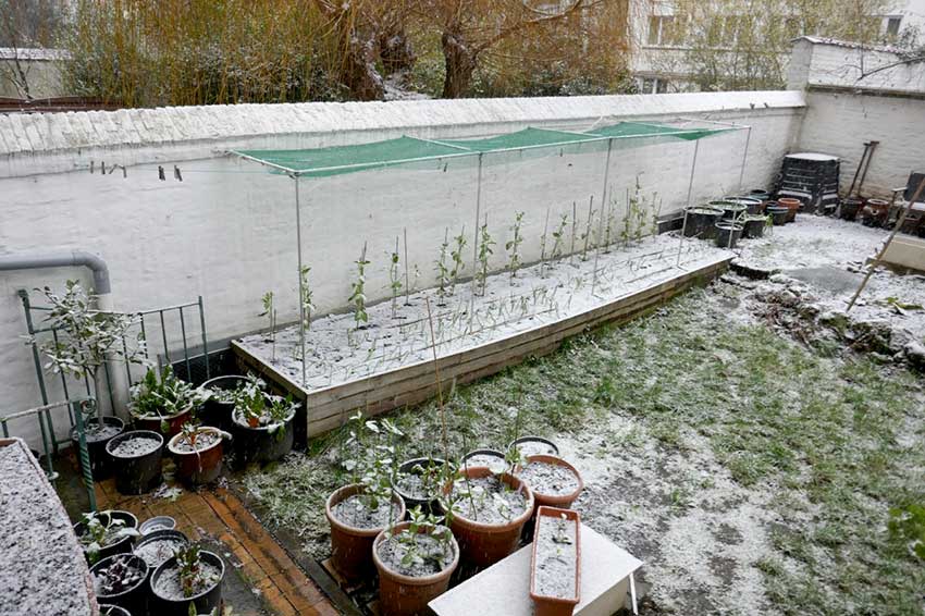 Back garden with raised bed covered in snow