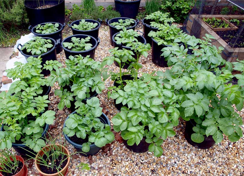 Growing Potatoes in Containers