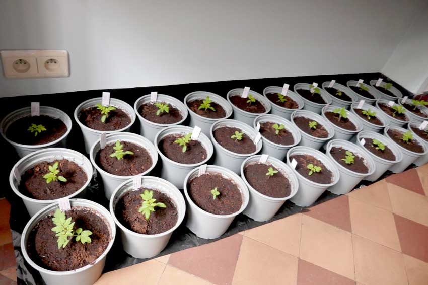 When & How to Pot Up Seedlings - Growing In The Garden