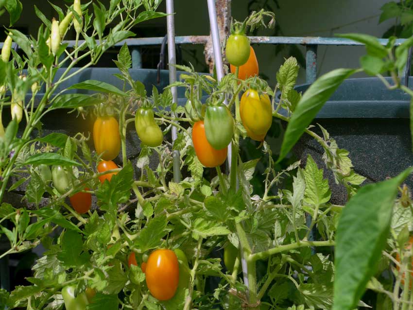 Summer colours (tomatoes)