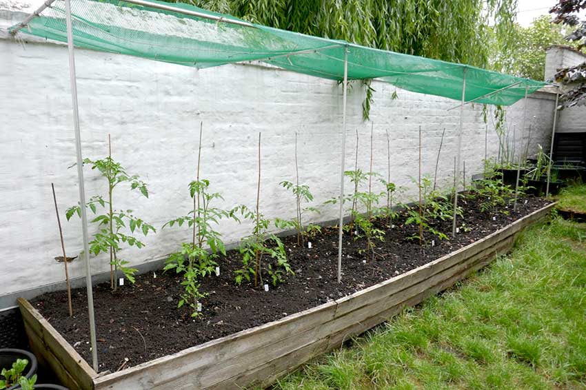 Raised bed with tomato plants under netting