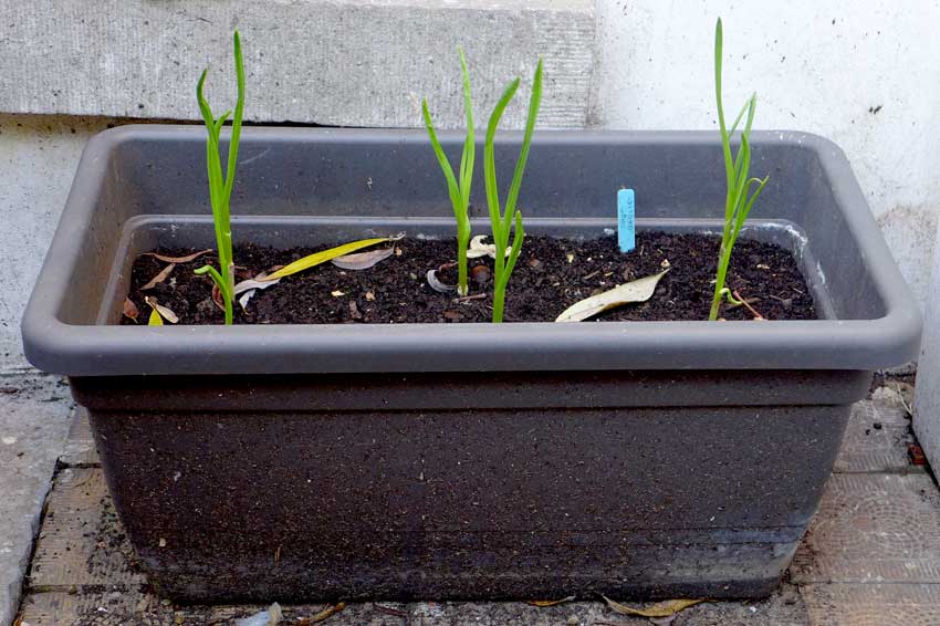 Garlic shoots