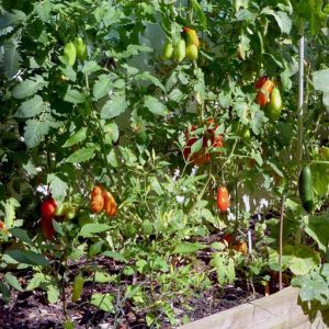 Paste tomatoes in raised bed