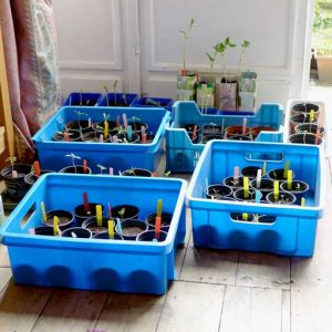 Seedlings indoors