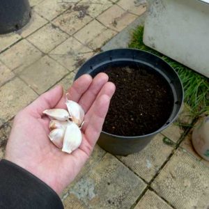 Starting garlic