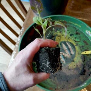 Tomatoes with good root growth