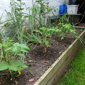 Raised bed tomatoes