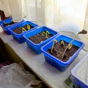 Bean seedlings