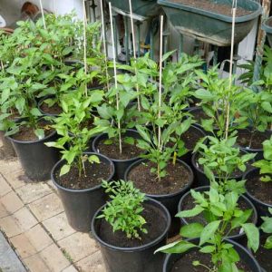 Potted chilli peppers