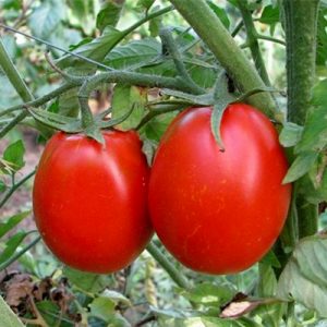 Tomato Iskorka