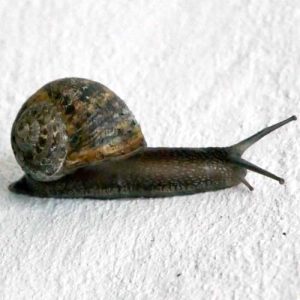 Belgium snail