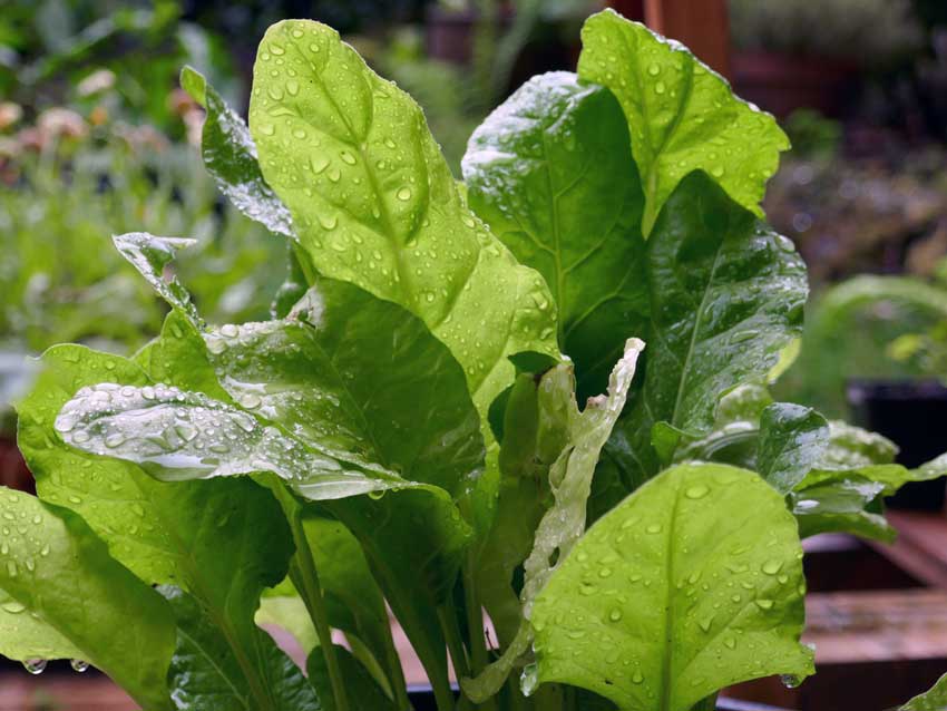 Difficult summers, chard with rain on the leaves