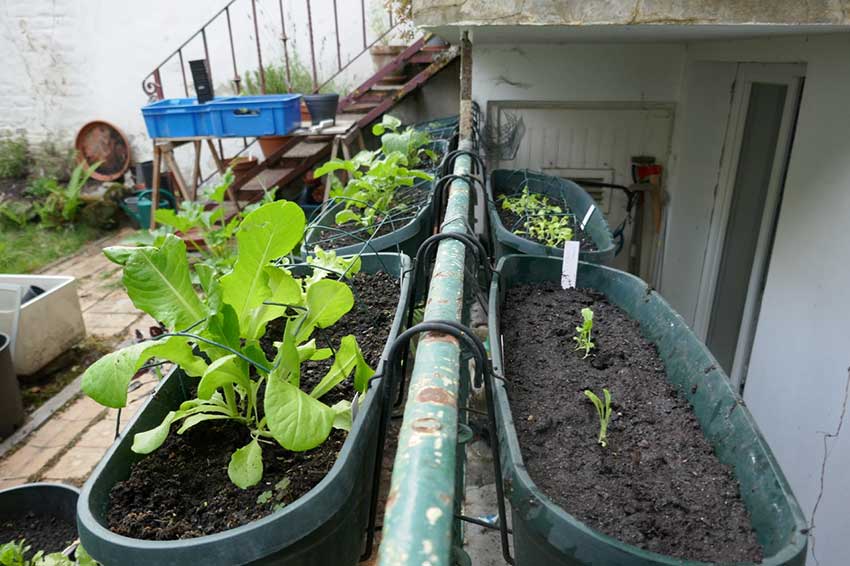 Fall gardening, plant pots side by side