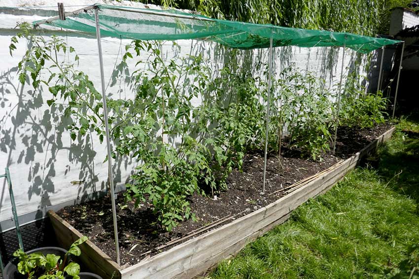 Raised bed with tomato plants bathed in sunshine