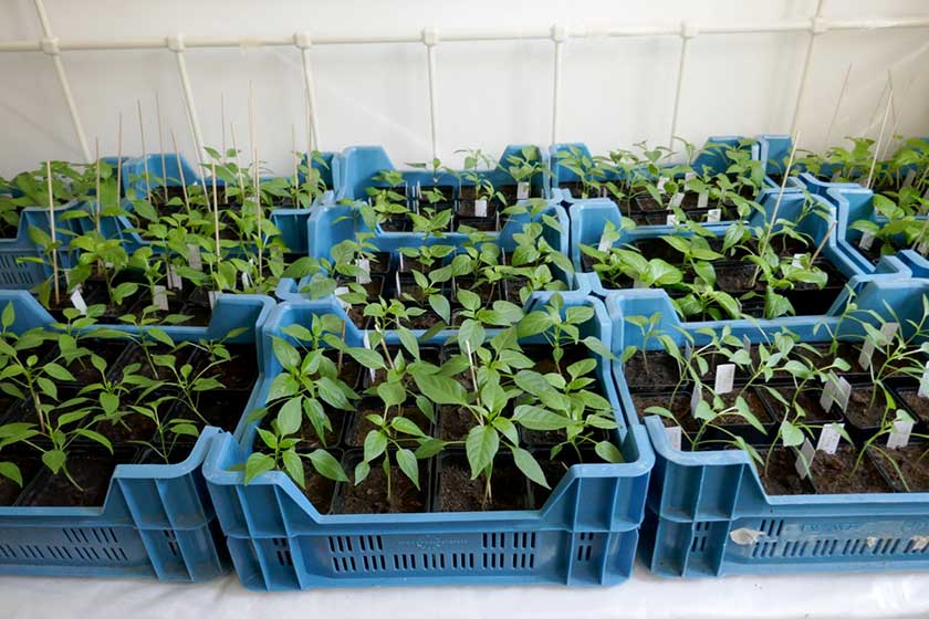 Young chilli peppers in pots