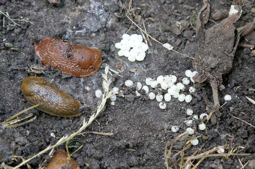 Spanish slug eggs