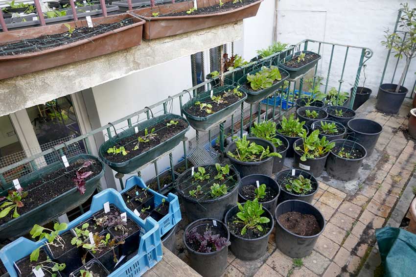 Lots of salad plants in pots