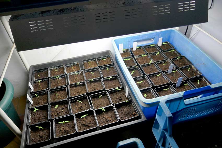 Seedling chillies under grow lights