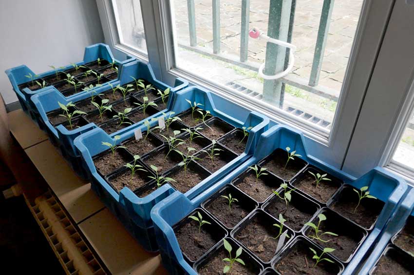 Seedlings in pots sitting on a windowsill