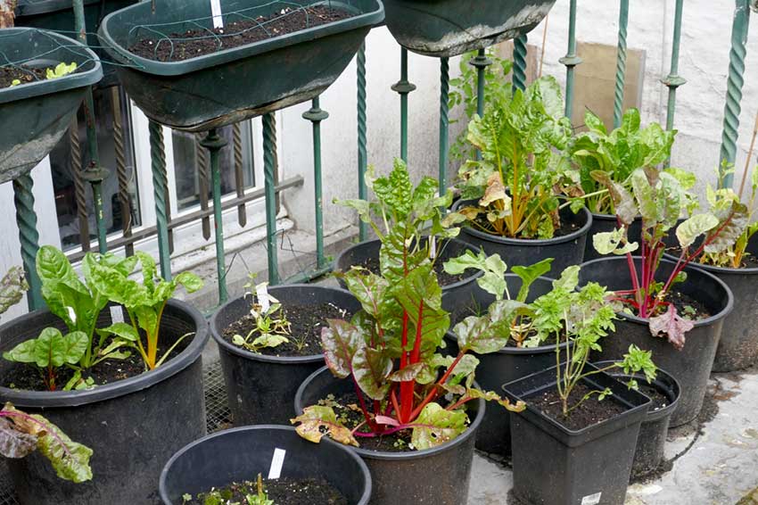 Multiple pots with chard plants in each one.