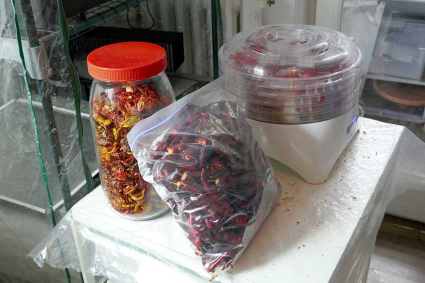 Dried chillies & tomatoes