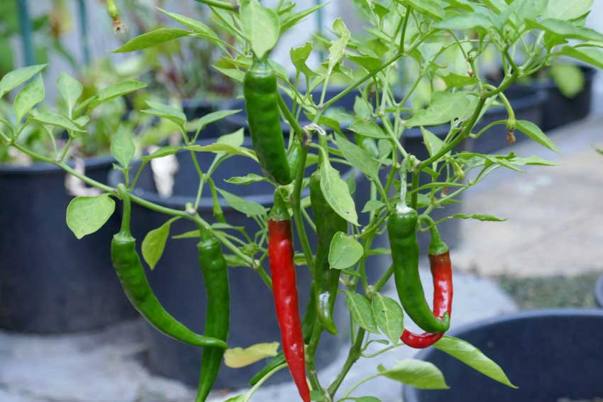 Chilli peppers on the vine