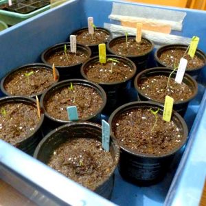 Small seeds in pots