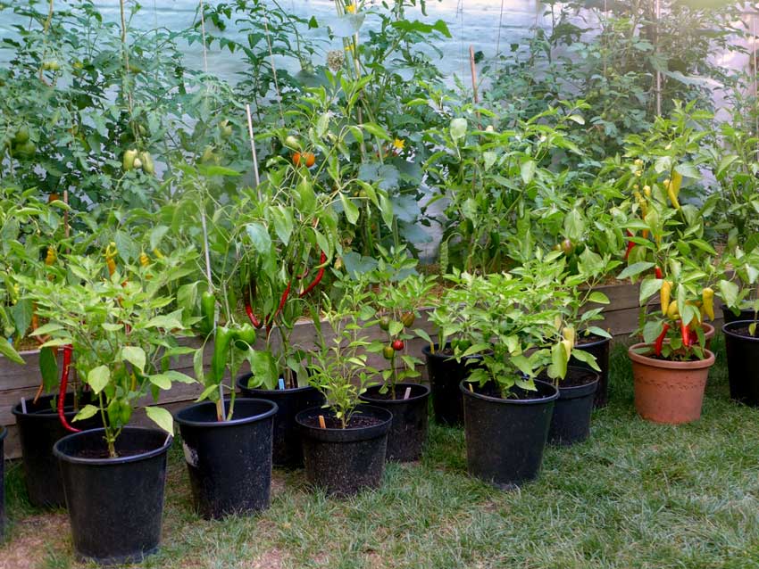 A range of chillies