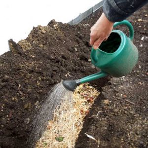 Keep compost moist
