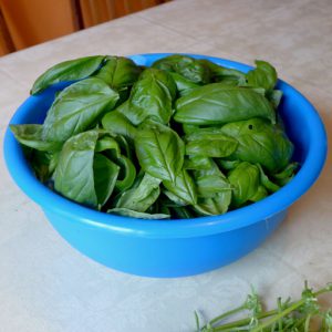 A good size bowl of Basil leaves