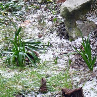 A welcome bit of frost