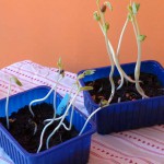 Repotting Beans - Seeds sprouting