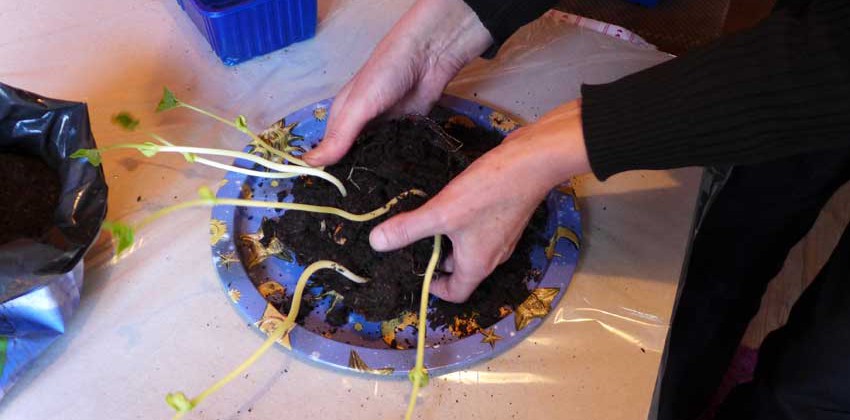Repotting Beans - Separate out