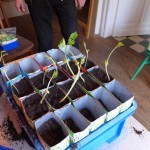 Repotting Beans - The result