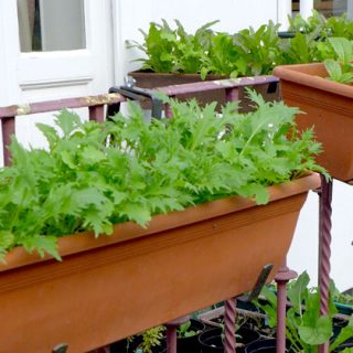 Balcony farming featured