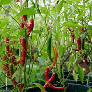 Chilli Pepper Gallery featured