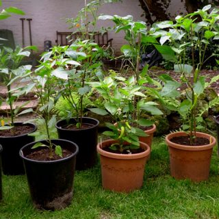 Chilli Peppers Progress 2018