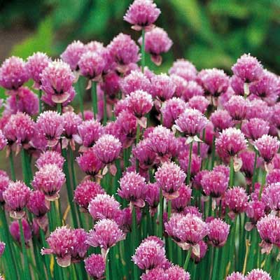 Chives 3 Plants