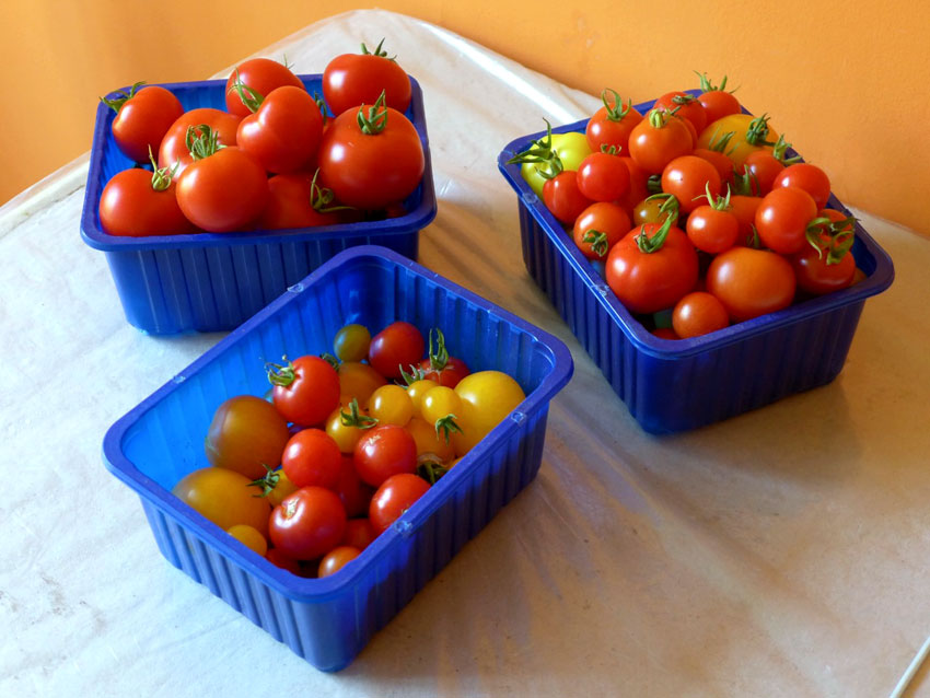Choosing cherry tomatoes