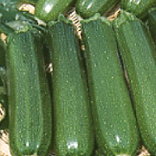 Courgette Defender F1