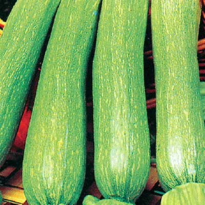 Courgette Genovese