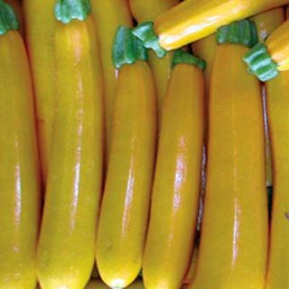 Courgette Yellow Zucchini