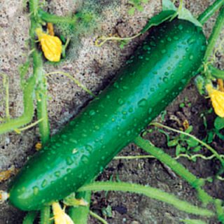 Cucumber Long Maraicher