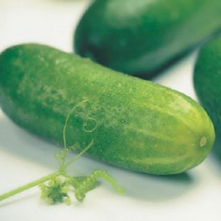 Cucumber Muncher